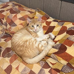 Boarding cat in Florești pet sitting request