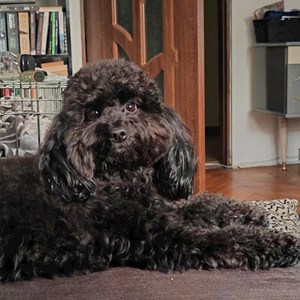 Sitting la stăpân caine in Cluj-Napoca cerere pet sitting