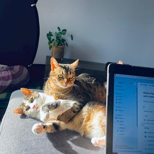 Egy látogatás cicák -ban Cluj-Napoca kisállatszitting kérés