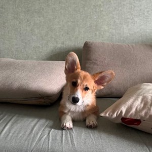 Boarding dog in București pet sitting request