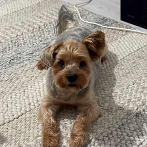 Cazare caine in București cerere pet sitting