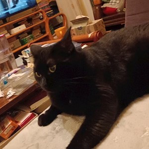 O vizita pisici in București cerere pet sitting