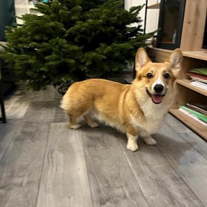 Boarding dog in București pet sitting request