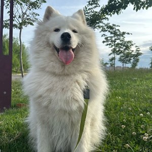 Plimbări caine in București cerere pet sitting