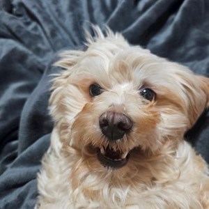 Cazare caine in Răchițele cerere pet sitting