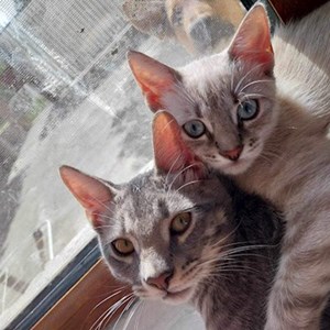 O vizita pisici in București cerere pet sitting