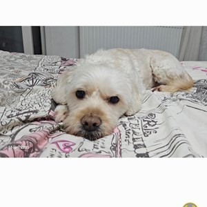 Cazare caine in București cerere pet sitting