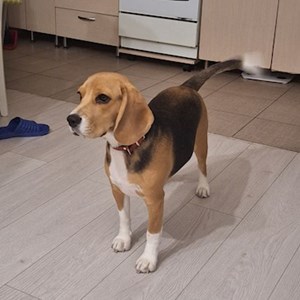 Boarding dog in București pet sitting request