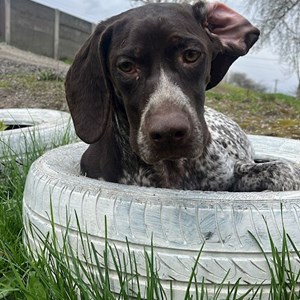 Cazare caine in Cluj-Napoca cerere pet sitting