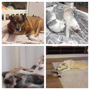 One visit cats, dogs in Cluj-Napoca pet sitting request