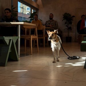 Plimbări caine in București cerere pet sitting