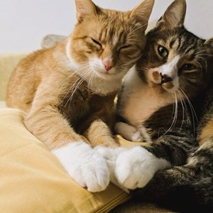 O vizita pisici in Cluj-Napoca cerere pet sitting