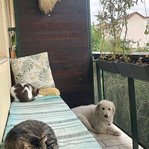Plimbări pisici, caine in Cluj-Napoca cerere pet sitting