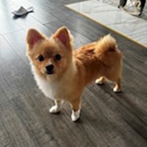 Cazare caine in Cluj-Napoca cerere pet sitting