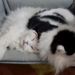 O vizita pisici in București cerere pet sitting