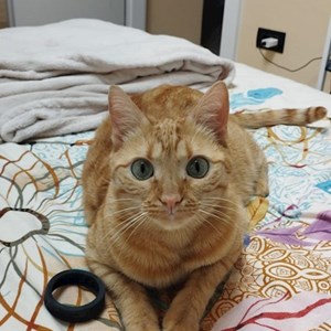 O vizita pisica in București cerere pet sitting