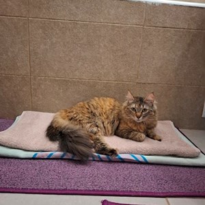 Sitting la stăpân pisica in Constanta cerere pet sitting