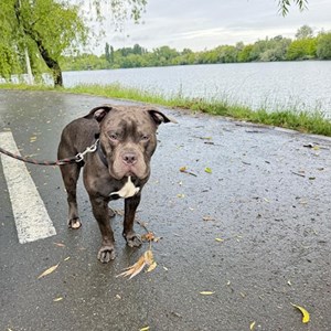 Cazare caine in Bragadiru cerere pet sitting