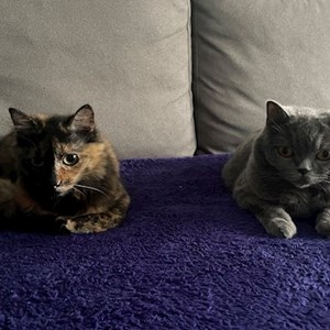 O vizita pisici in București cerere pet sitting