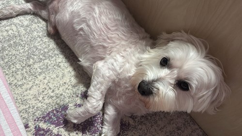 Zeynep- petsitter Roșu sau Bonă pentru animale pentru 