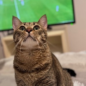 O vizita pisica in București cerere pet sitting