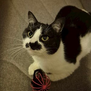 Boarding cat in Cluj-Napoca pet sitting request