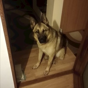 Kutyasétáltatás kutya -ban Cluj-Napoca kisállatszitting kérés