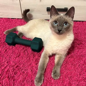 Cazare pisica in București cerere pet sitting