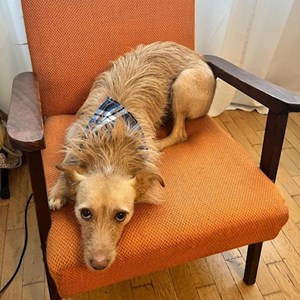 Boarding dog in București pet sitting request