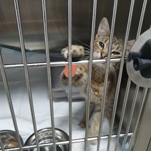 Grădiniţă pisica in Voluntari cerere pet sitting