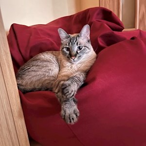 Cazare pisica in București cerere pet sitting