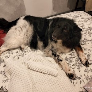 Cazare caine in București cerere pet sitting