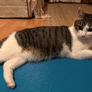 Cazare pisica in București cerere pet sitting