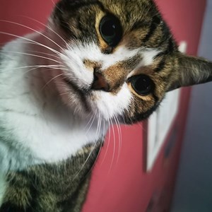 Sitting at owner cat in București pet sitting request