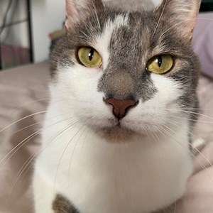 O vizita pisica in Valea Lupului cerere pet sitting