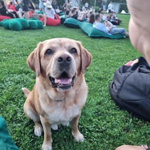 Boarding dog in București pet sitting request