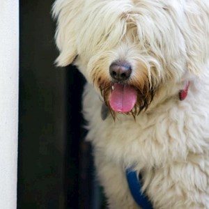 Visits dog in București pet sitting request