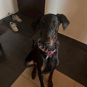 Cazare caine in Cluj-Napoca cerere pet sitting