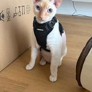 O vizita pisica in București cerere pet sitting