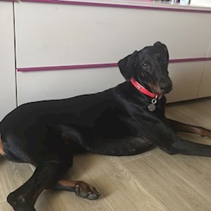 Cazare caine in Cluj-Napoca cerere pet sitting