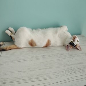 Cazare pisica in București cerere pet sitting