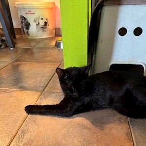 Boarding cat, dog in București pet sitting request