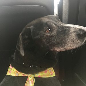 Plimbări caine in București cerere pet sitting