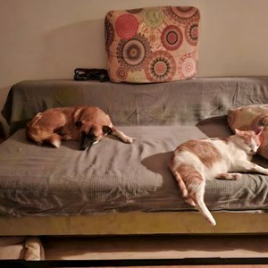 Plimbări pisica, caine in București cerere pet sitting