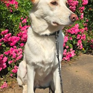 Boarding dog in București pet sitting request