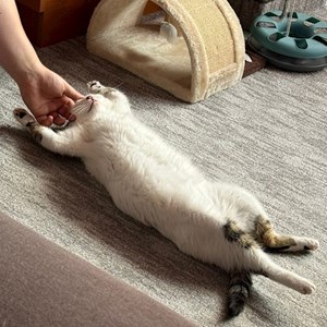 Cazare pisica in Cluj-Napoca cerere pet sitting