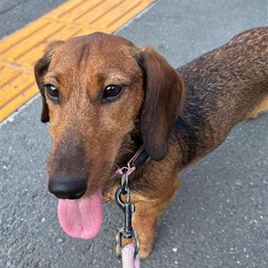 Cazare caine in București cerere pet sitting