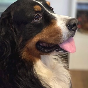 Cazare caine in București cerere pet sitting