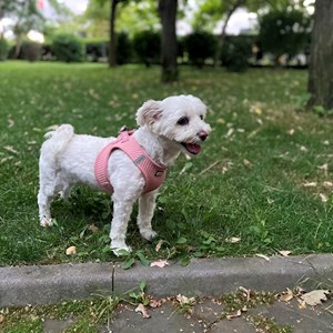 Walks dog in Târgu Mureș pet sitting request