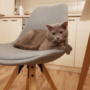Cazare pisica in Baciu cerere pet sitting